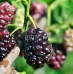 Плодовые деревья и плодовые крупномеры (большемеры) взрослые деревья в объявлении 12 фото Плодовые деревья и плодовые крупномеры (большемеры) взрослые деревья картинка из объявления