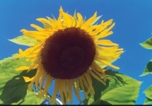 Семена сорт подсолнечника Казачий купить в объявлении 2 фото Семена сорт подсолнечника Казачий купить картинка из объявления