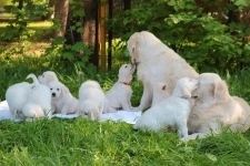 Щенки золотистый ретривер в объявлении 1 фото Щенки золотистый ретривер картинка из объявления