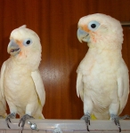 Какаду Гоффина - ручные птенцы из питомника картинка из объявления