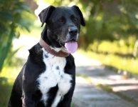 метис стаффа ищет дом в объявлении 3 фото метис стаффа ищет дом картинка из объявления