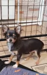 Красивый голубой  мальчик Чихуахуа