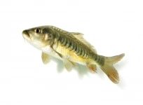 Продажа малька Карпа Зеркального картинка из объявления