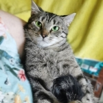 Полосатая, зеленоглазая истинно русская кошка - Маша! в объявлении 5 фото Полосатая, зеленоглазая истинно русская кошка - Маша! картинка из объявления