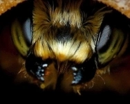 Пчелопакеты Карника, Карпатка запись на 2024 год в объявлении 1 фото Пчелопакеты Карника, Карпатка запись на 2024 год картинка из объявления