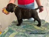 Щенки бульмастифа в объявлении 2 фото Щенки бульмастифа картинка из объявления