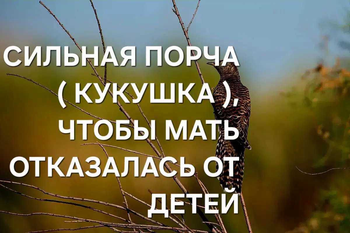 СИЛЬНАЯ ПОРЧА ( КУКУШКА ) ЧТОБЫ ЖЕНЩИНА САМА ОТКАЗАЛАСЬ ОТ СВОИХ ДЕТЕЙ!