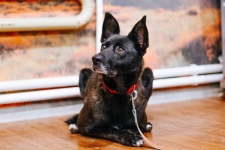 Боня очень ждет хозяина подарите ей дом в объявлении 2 фото Боня очень ждет хозяина подарите ей дом картинка из объявления