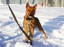 Мальчика предали но он верит в добро в объявлении 2 фото Мальчика предали но он верит в добро картинка из объявления