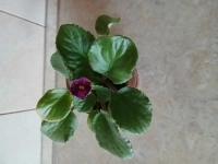 , купить растения в объявлении 2 фото , купить растения картинка из объявления