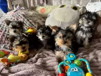 Йоркширский терьер мини, есть доставка картинка из объявления