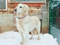 метис лабрадора выбросили на свалку в объявлении 3 фото метис лабрадора выбросили на свалку картинка из объявления