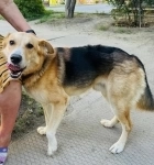 Собака. Мальчик 2 года ищет дом картинка из объявления