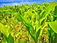 Кукуруза в объявлении 1 фото Кукуруза картинка из объявления