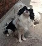 Королевские хины в объявлении 1 фото Королевские хины картинка из объявления