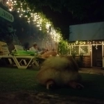 Гостевой дом Любовь - комфортабельный отдых на берегу Черного моря картинка из объявления