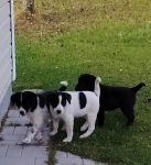 Щенки-девочки в добрые руки в объявлении 4 фото Щенки-девочки в добрые руки картинка из объявления