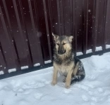 Щенки 6 месяцев помесь ВЕО в объявлении 6 фото Щенки 6 месяцев помесь ВЕО картинка из объявления