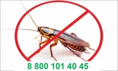 Уничтожение тараканов картинка из объявления