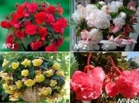 Душистые бегонии в объявлении 1 фото Душистые бегонии картинка из объявления