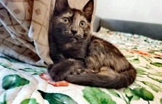 котята на любой вкус! ищут семьи даром в объявлении 3 фото котята на любой вкус! ищут семьи даром картинка из объявления