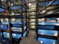 Австралийский красноклешневый рак в объявлении 6 фото Австралийский красноклешневый рак картинка из объявления