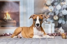 Красивая рыжая девочка Амстаффтерьера 3 месяца