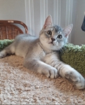 Прелестный шотландский котенок Вилли в объявлении 3 фото Прелестный шотландский котенок Вилли картинка из объявления
