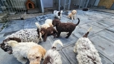 Лаготто Романьоло, щенки в наличии в объявлении 9 фото Лаготто Романьоло, щенки в наличии картинка из объявления