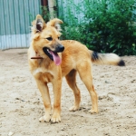 Щенки метисы лайки в объявлении 2 фото Щенки метисы лайки картинка из объявления