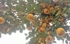 продаю айву в ст.Кривянская. картинка из объявления