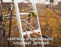 Обрезка деревьев Воронеж и опрыскивание от вредителей в объявлении 1 фото Обрезка деревьев Воронеж и опрыскивание от вредителей картинка из объявления