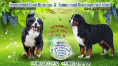 Бернский зенненхунд. Щенки. Продажа. в объявлении 7 фото Бернский зенненхунд. Щенки. Продажа. картинка из объявления