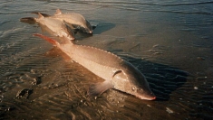 Кормовые ингредиенты для с/х животных и птиц, рыб в объявлении 4 фото Кормовые ингредиенты для с/х животных и птиц, рыб картинка из объявления