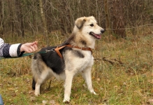 Плюшевая девочка Бэтти ищет семью в объявлении 3 фото Плюшевая девочка Бэтти ищет семью картинка из объявления