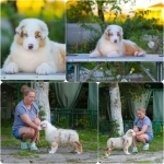 Щенки Австралийской овчарки/аусси от питомника ркф картинка из объявления