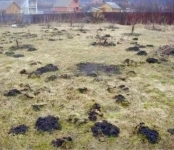 Уничтожение клещей и комаров Зубцов в объявлении 2 фото Уничтожение клещей и комаров Зубцов картинка из объявления