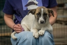 Долли – малышка с надеждой в глазах, в самые добрые руки! картинка из объявления