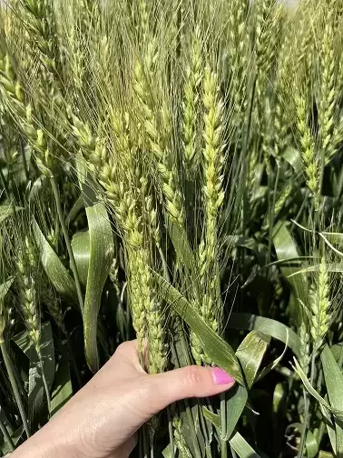 Семена озимой пшеницы твердой элита и репродукции картинка из объявления