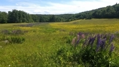 Продаются земельные участки под прудовое хозяйство в объявлении 2 фото Продаются земельные участки под прудовое хозяйство картинка из объявления