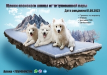 Щенки Японского шпица картинка из объявления