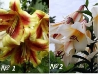 Лилейные деревья в объявлении 8 фото Лилейные деревья картинка из объявления