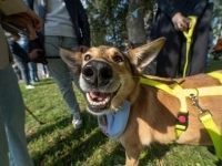 Милая плюшка в добрые руки! картинка из объявления