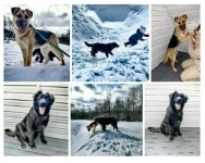 щенки от овчарки немецкая овчарка метис бесплатно картинка из объявления