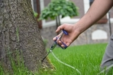 Уничтожение короеда лечение леса Одинцово картинка из объявления