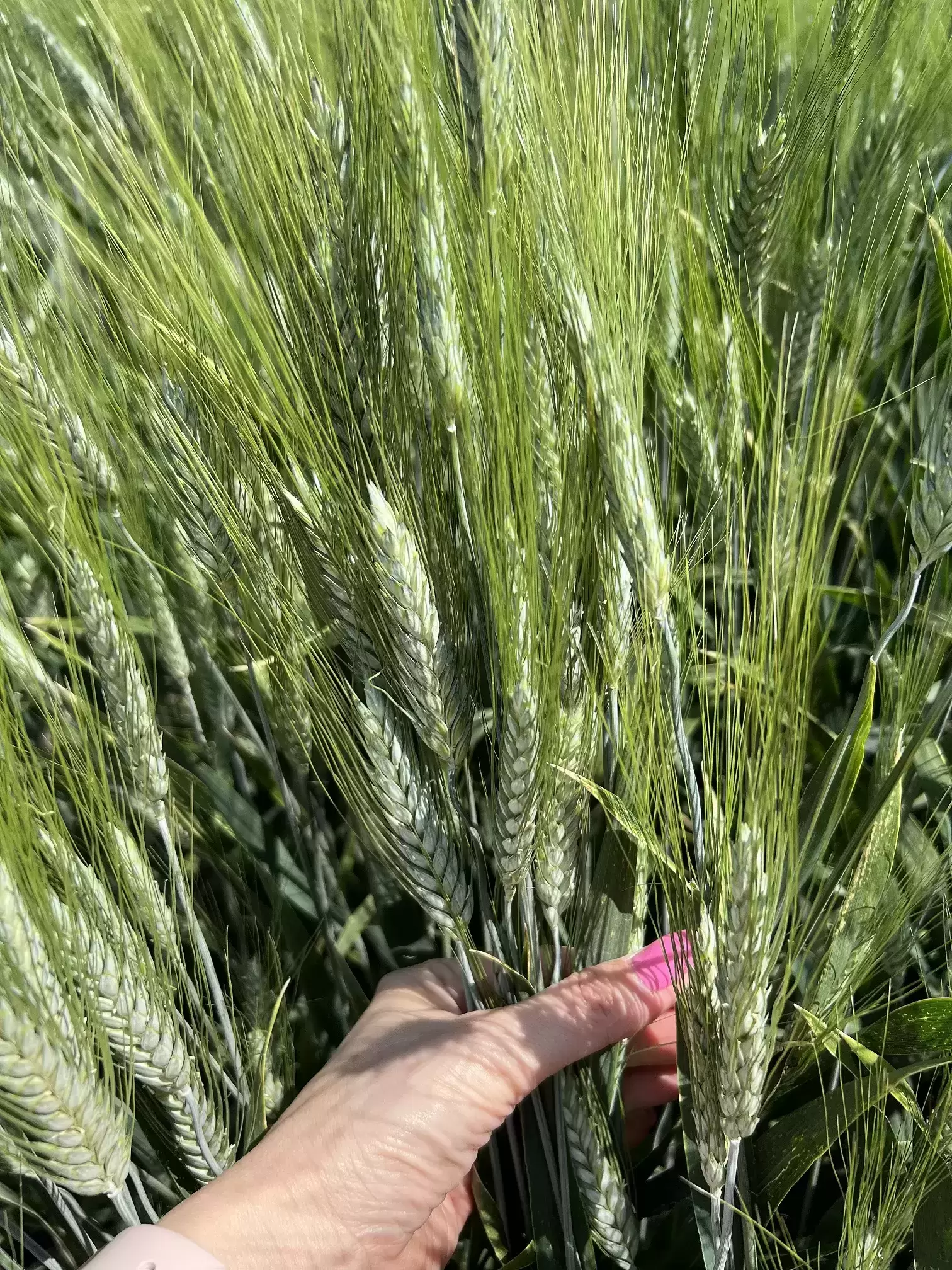 Семена озимой пшеницы мягкой элита и репродукции картинка из объявления