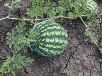 Арбузы оптом с поля в объявлении 1 фото Арбузы оптом с поля картинка из объявления