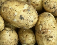 Картофель "Адретта" картинка из объявления