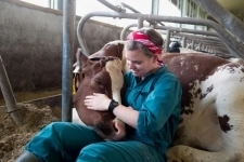 Дояр/доярка с проживанием картинка из объявления