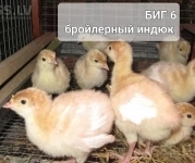Суточные индюшата картинка из объявления